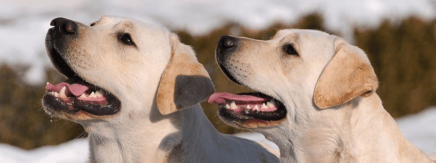 Как отучить собаку грызть вещи - методы коррекции поведения